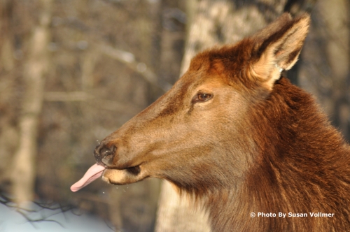 Elk With Tongue Sticking Out